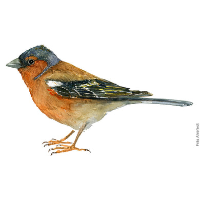 Dw00377 Download Common chaffinch (Bogfinke) watercolour