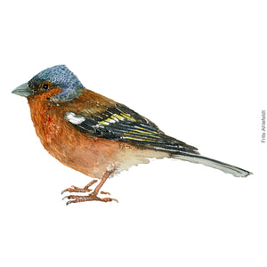 Dw00378 Download Common chaffinch (Bogfinke) watercolour