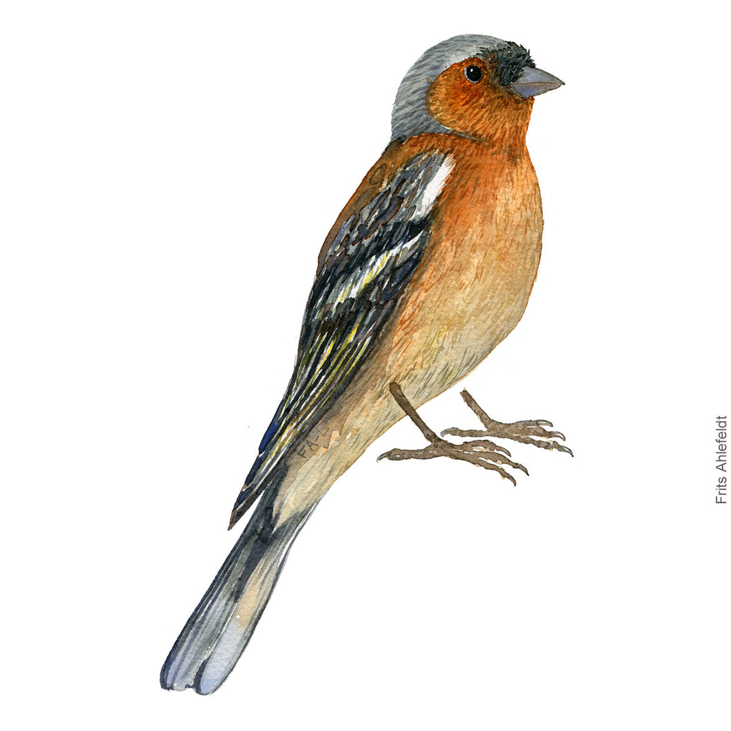 Dw00379 Download Common chaffinch (Bogfinke) watercolour