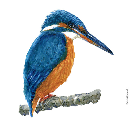 Dw00383 Download Common kingfisher (Isfugl) watercolour
