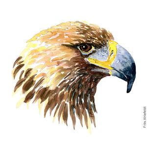 Dw00389 Download Golden eagle (Kongeørn) watercolour