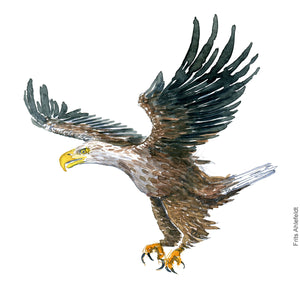 Dw00391 Download White-tailed eagle (Havørn) watercolour