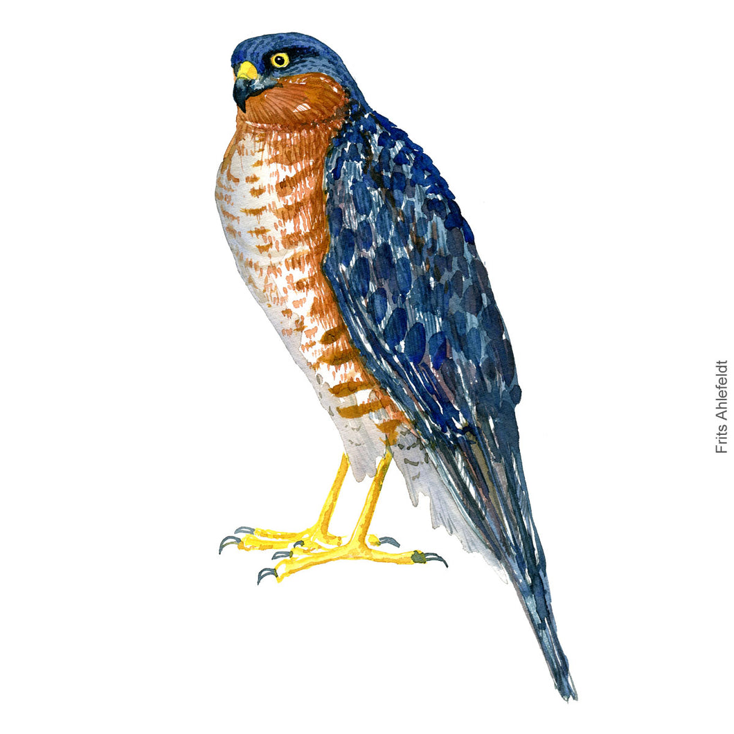 Dw00392 Download Sparrow hawk (Spurvehøg) watercolour