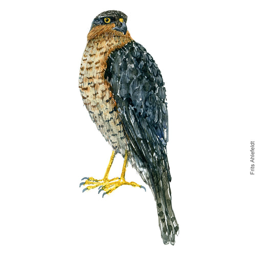 Dw00393 Download Sparrow hawk (Spurvehøg) watercolour