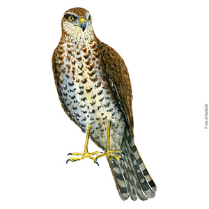 Dw00394 Download Sparrow hawk (Spurvehøg) watercolour