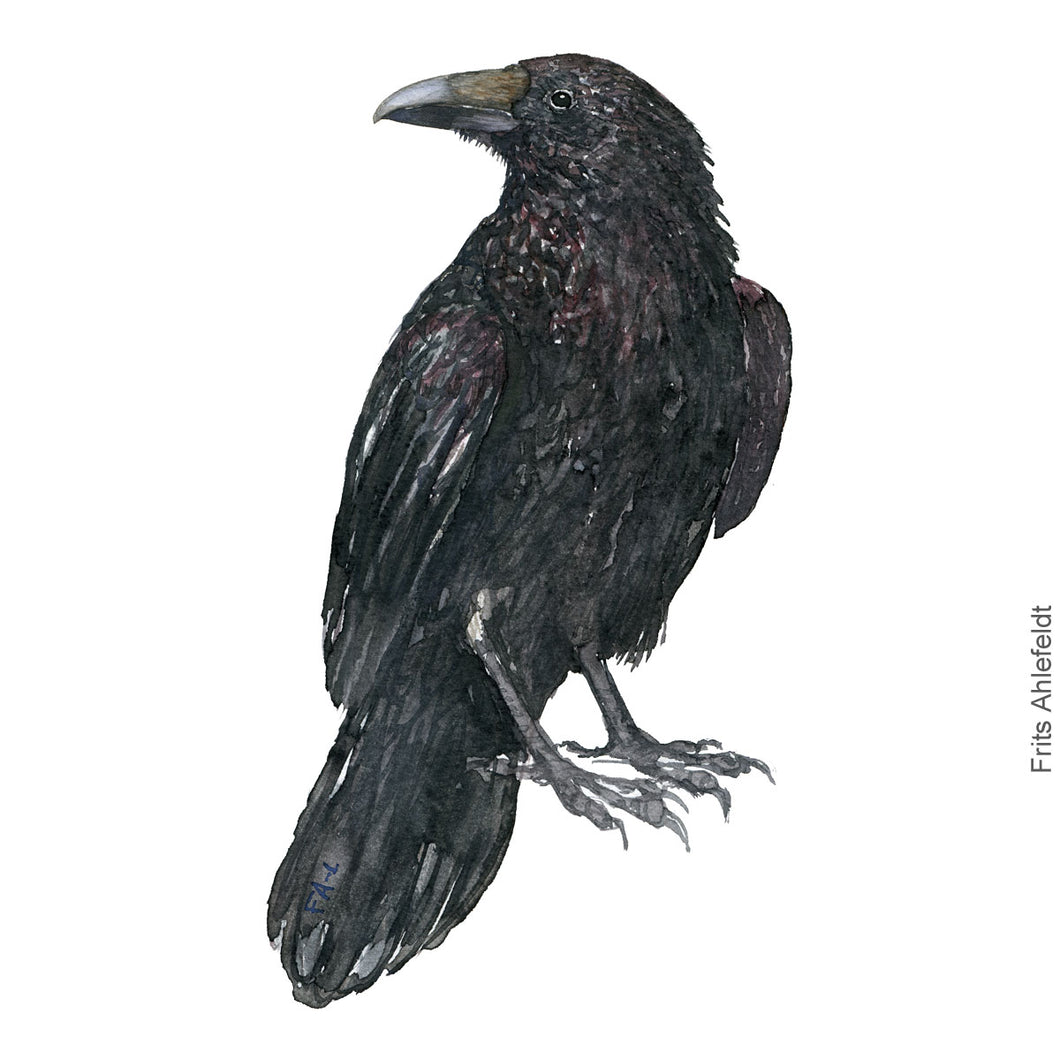 Dw00397 Download Raven (Ravn) watercolour