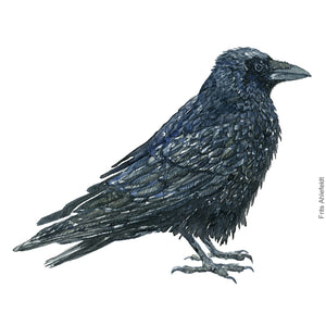 Dw00398 Download Raven (Ravn) watercolour