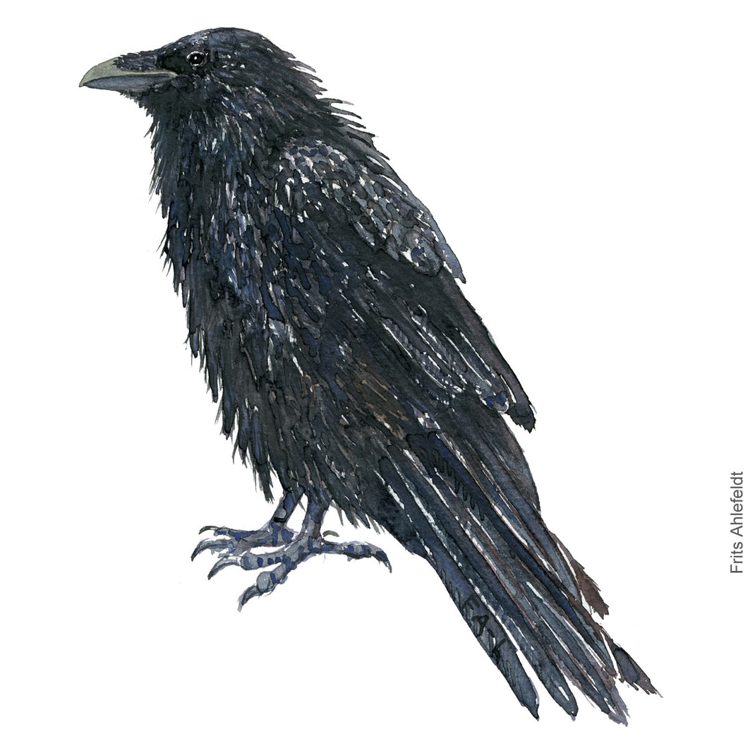 Dw00399 Download Raven (Ravn) watercolour