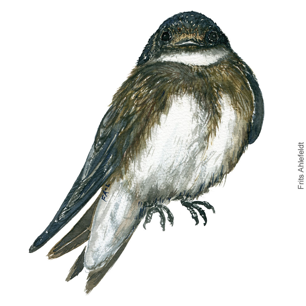 Dw00400 Download Sand martin (Digesvale) watercolour