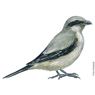 Dw00402 Download Great grey shrike (Stor tornskade) watercolour