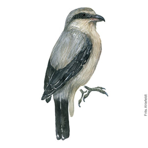 Dw00403 Download Great grey shrike (Stor tornskade) watercolour