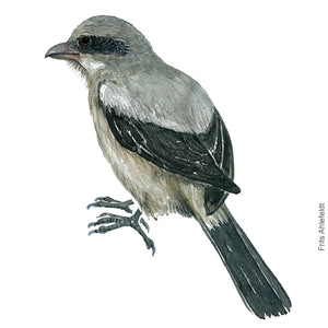 Dw00404 Download Great grey shrike (Stor tornskade) watercolour