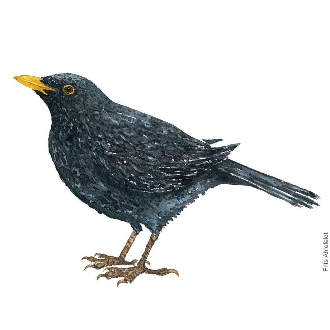 Dw00405 Download Blackbird (Solsort) watercolour