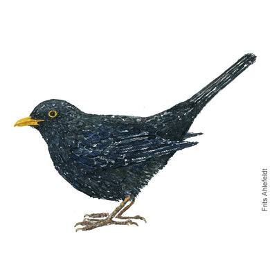 Dw00406 Download Blackbird (Solsort) watercolour