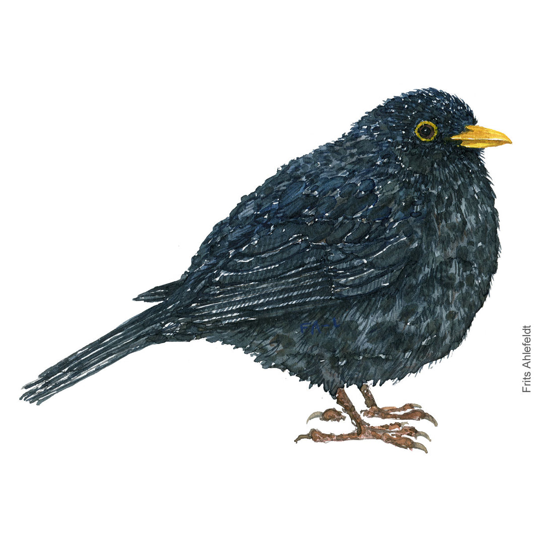 Dw00407 Download Blackbird (Solsort) watercolour