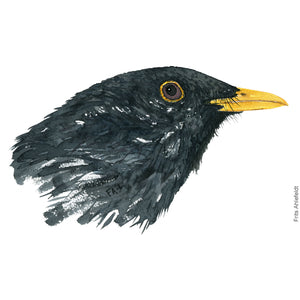 Dw00408 Download Blackbird (Solsort) watercolour