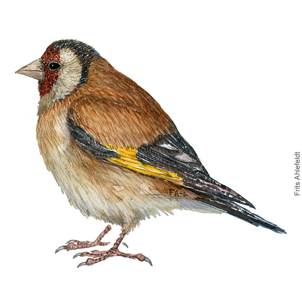 Dw00409 Download European goldfinch (Stilits) watercolour