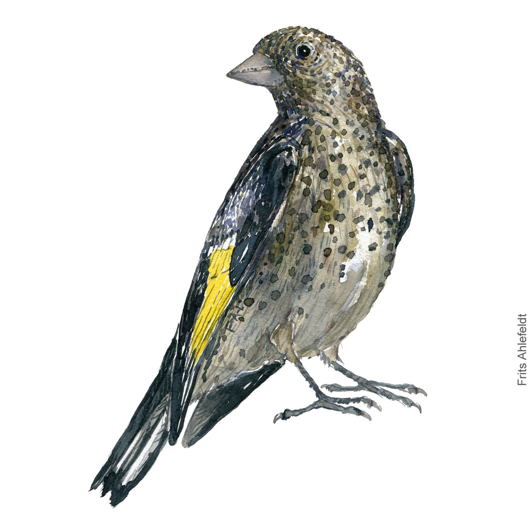 Dw00410 Download European goldfinch (Stilits) watercolour