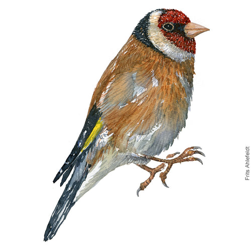 Dw00411 Download European goldfinch (Stilits) watercolour