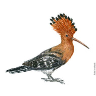 Dw00418 Original Eurasian hoopoe watercolor