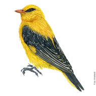 Dw00423 Original Eurasian golden oriole watercolor