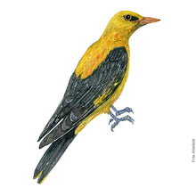 Load image into Gallery viewer, Dw00424 Original Eurasian golden oriole watercolor