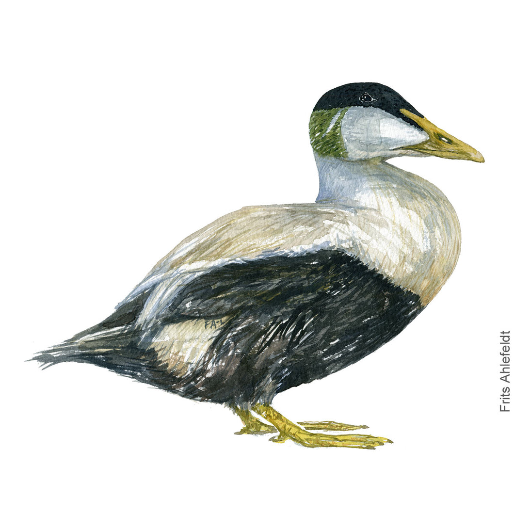 Dw00428 Original Common eider watercolor