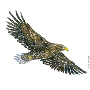 Dw00435 Original White-tailed eagle watercolor