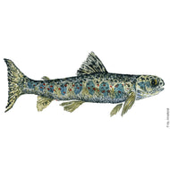 Dw00440 Original young Atlantic salmon watercolor