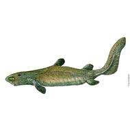 Dw00452 Original Kitefin shark watercolor