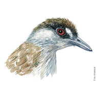 Dw00454 Original Black browed babbler watercolor