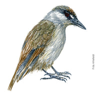 Dw00455 Original Black browed babbler watercolor