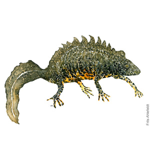 Dw00468 Original Northern crested newt watercolor