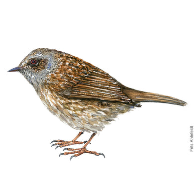 Dw00471 Original Dunnock bird watercolor