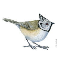 Dw00486 Original European Crested tit watercolor