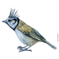 Dw00488 Original European Crested tit watercolor