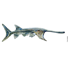 Load image into Gallery viewer, Dw00500 Original Chinese paddlefish watercolor