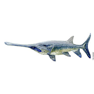 Dw00501 Original Chinese paddlefish watercolor