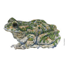 Load image into Gallery viewer, Dw00520 Original European green frog watercolor
