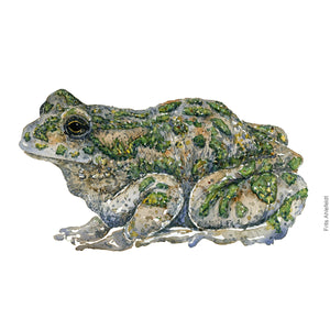 Dw00520 Original European green frog watercolor