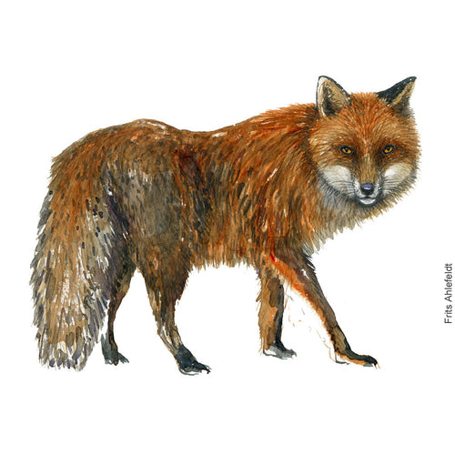 Dw00533 Original Red Fox watercolor