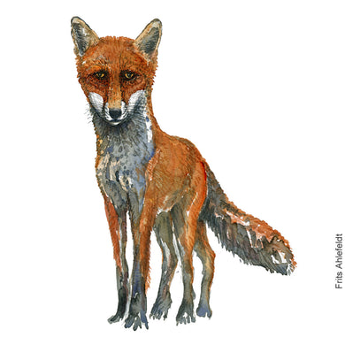 Dw00535 Original Five legged Fox