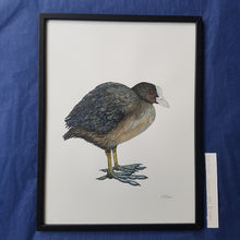Load image into Gallery viewer, Dw00609 Original Eurasian Coot watercolor