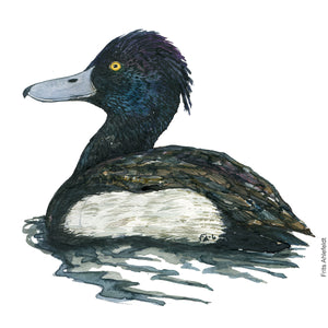 Dw00611 Original Tufted duck watercolor