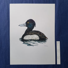 Load image into Gallery viewer, Dw00611 Original Tufted duck watercolor