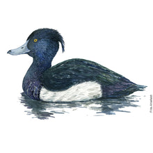 Load image into Gallery viewer, Dw00612 Original Tufted duck watercolor