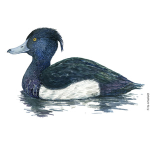 Dw00612 Original Tufted duck watercolor
