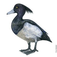 Load image into Gallery viewer, Dw00613 Original Tufted duck watercolor
