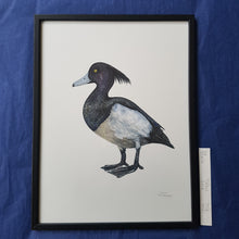 Load image into Gallery viewer, Dw00613 Original Tufted duck watercolor