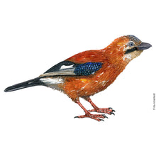 Load image into Gallery viewer, Dw00617 Original Eurasian Jay watercolor